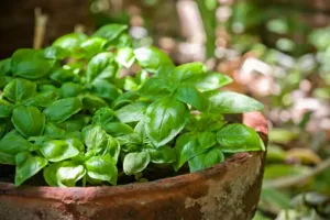 potted basil in a garden