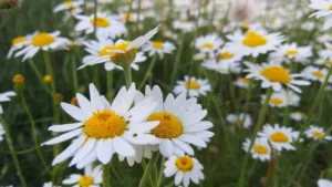 chamomile flowers in a garden