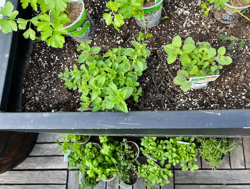 A garden with potted parsley, basil, oregano and other herbs